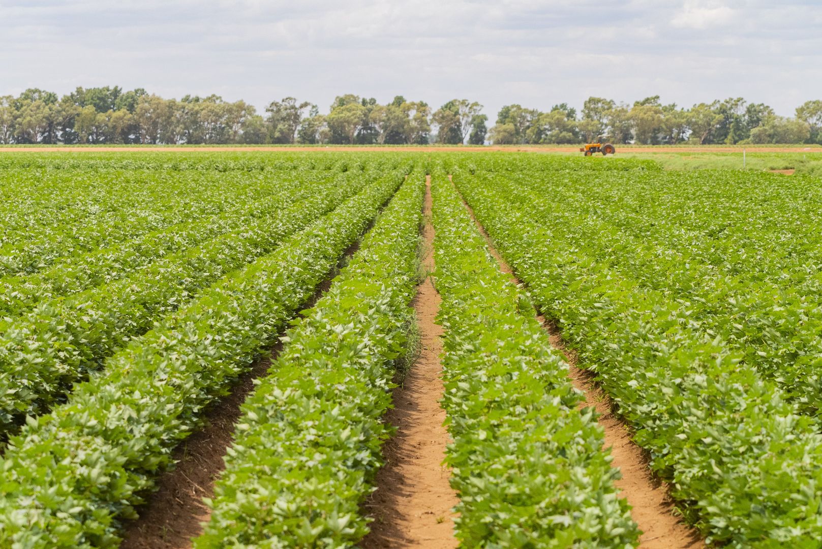 Whitton NSW 2705 House for Sale Domain