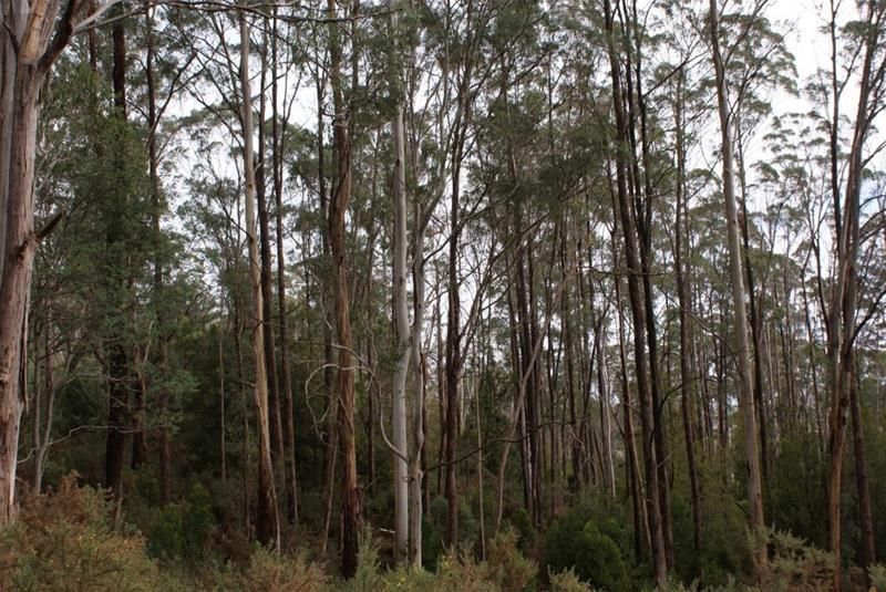 Lot 2 Pumicestone Road, Deloraine TAS 7304, Image 0