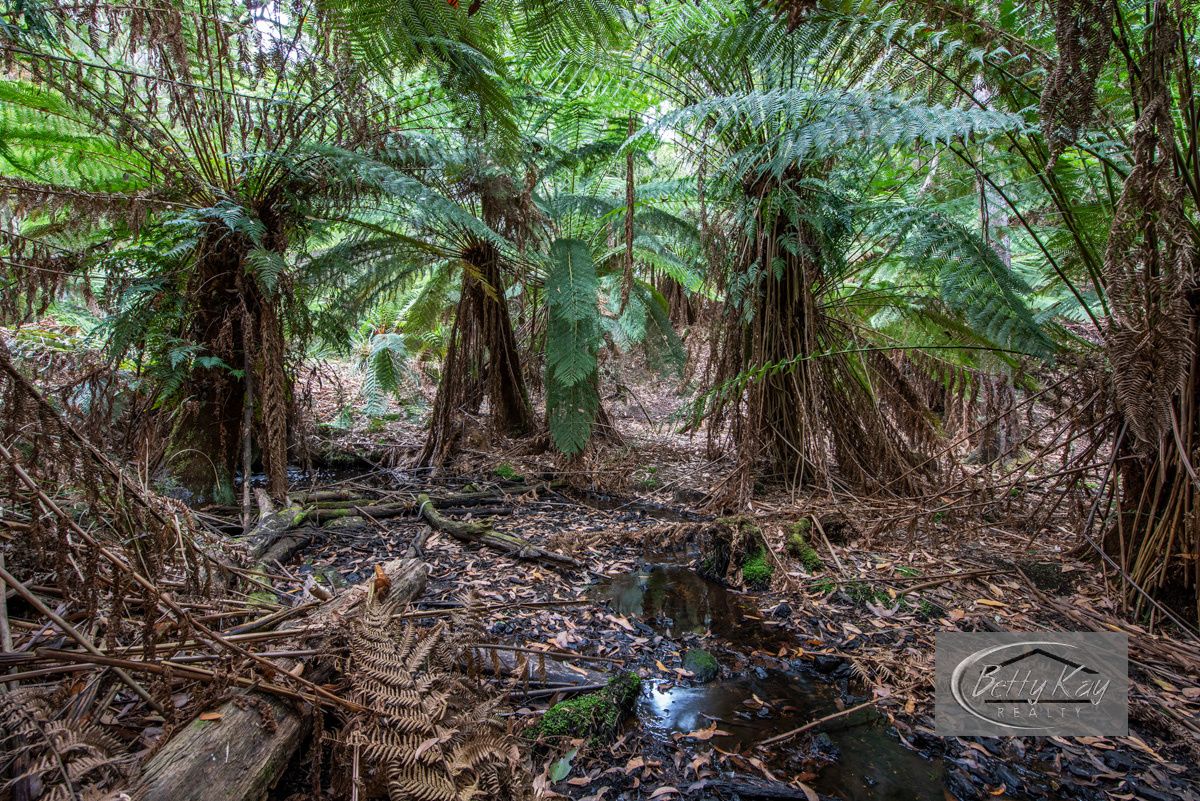 Lot Ringle Doddy Road, South Forest TAS 7330, Image 0