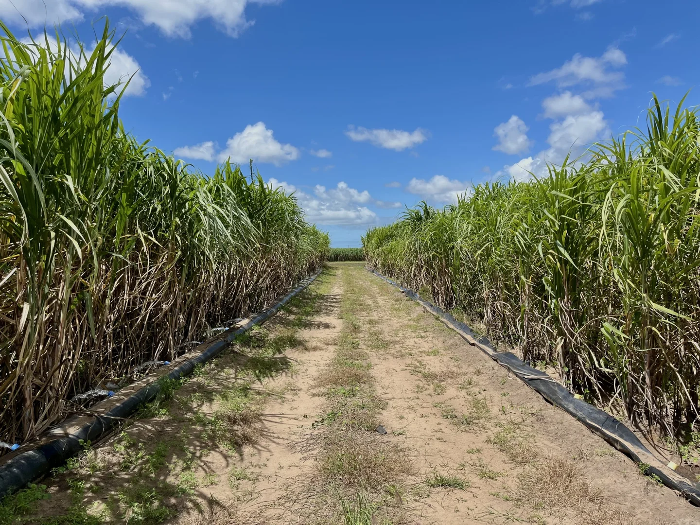 Additional image 21 of 174 Fiveways Road, Brandon QLD 4808