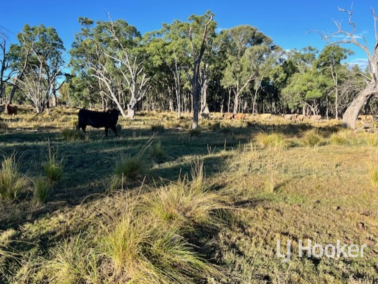 Additional image 6 of 296 Limestone Road, Inverell NSW 2360