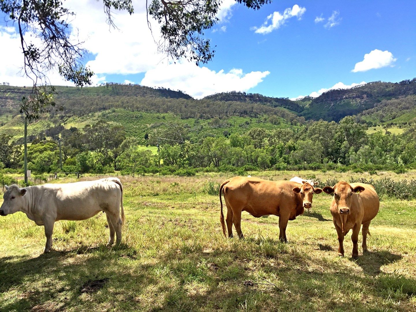 1904 Gatton - Cilfton Road, Fordsdale QLD 4343, Image 1