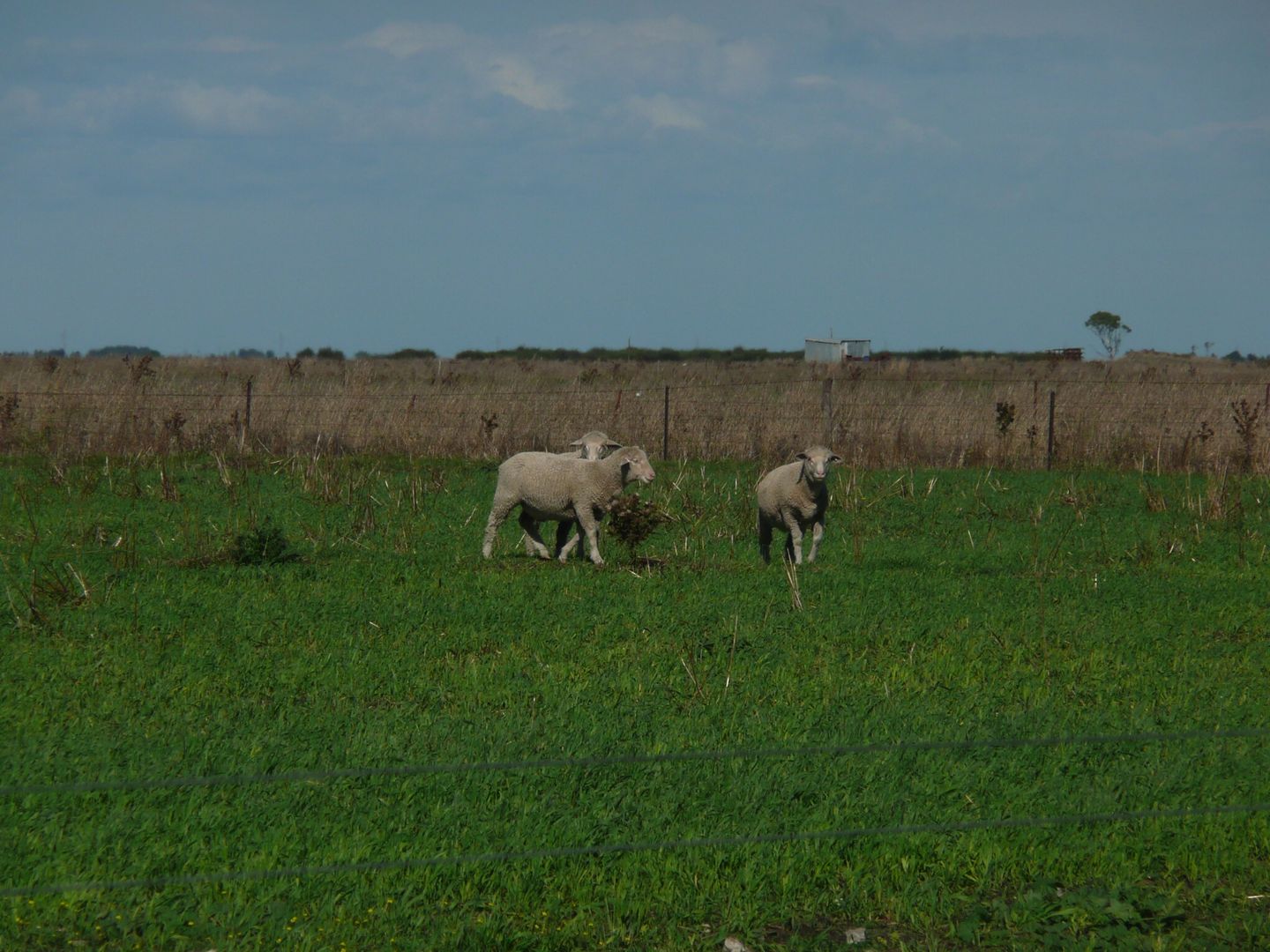 Lot 1 Govt Road, Naracoorte SA 5271, Image 1