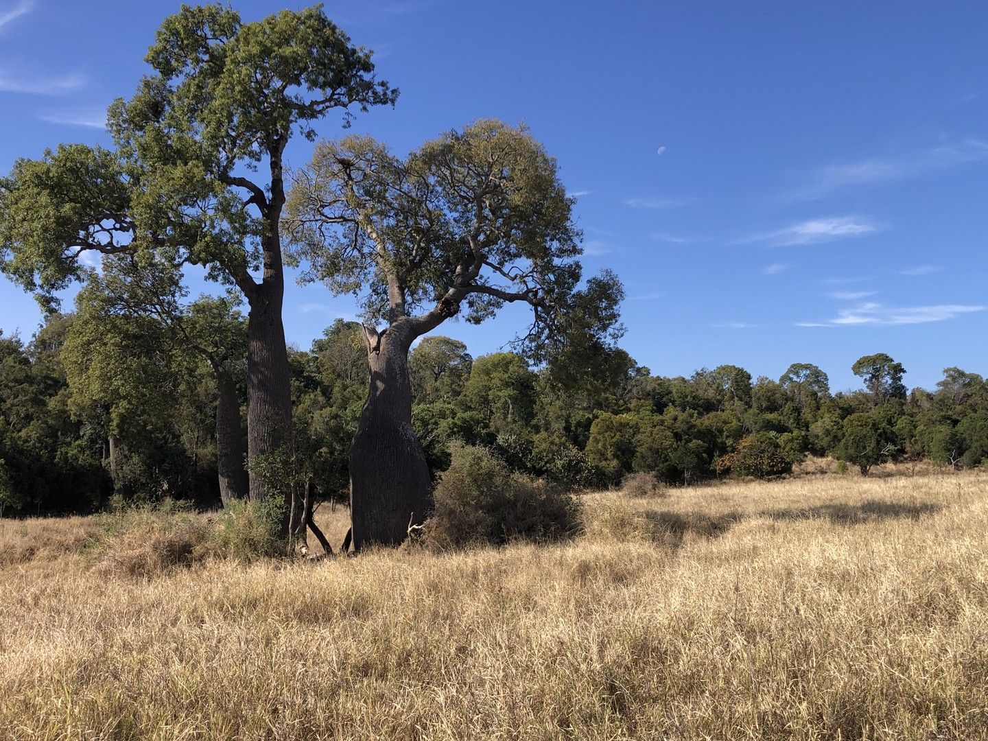 Bunya Mountains QLD 4405, Image 0