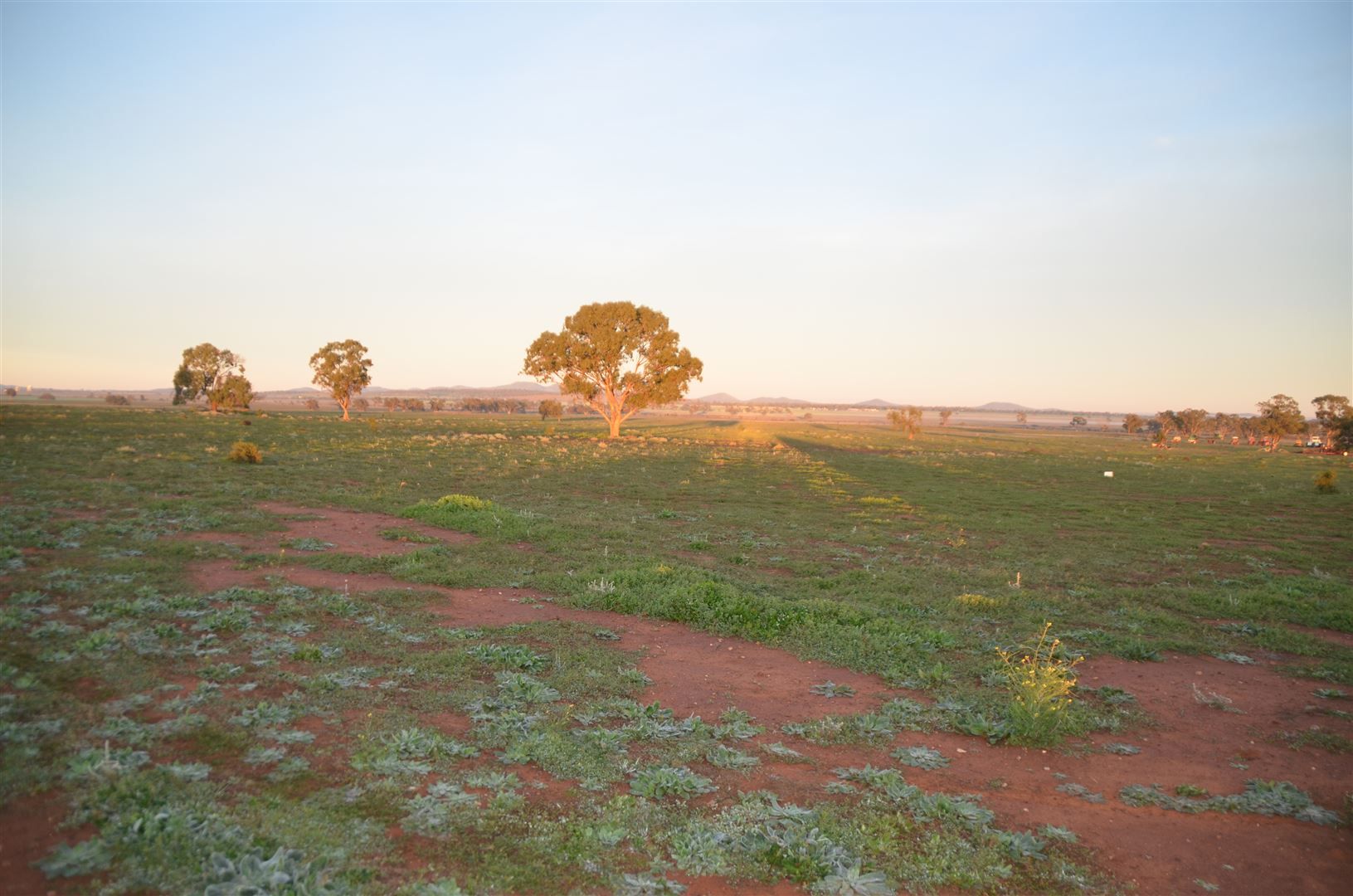 * The Poplars, Lake Cargelligo NSW 2672, Image 2