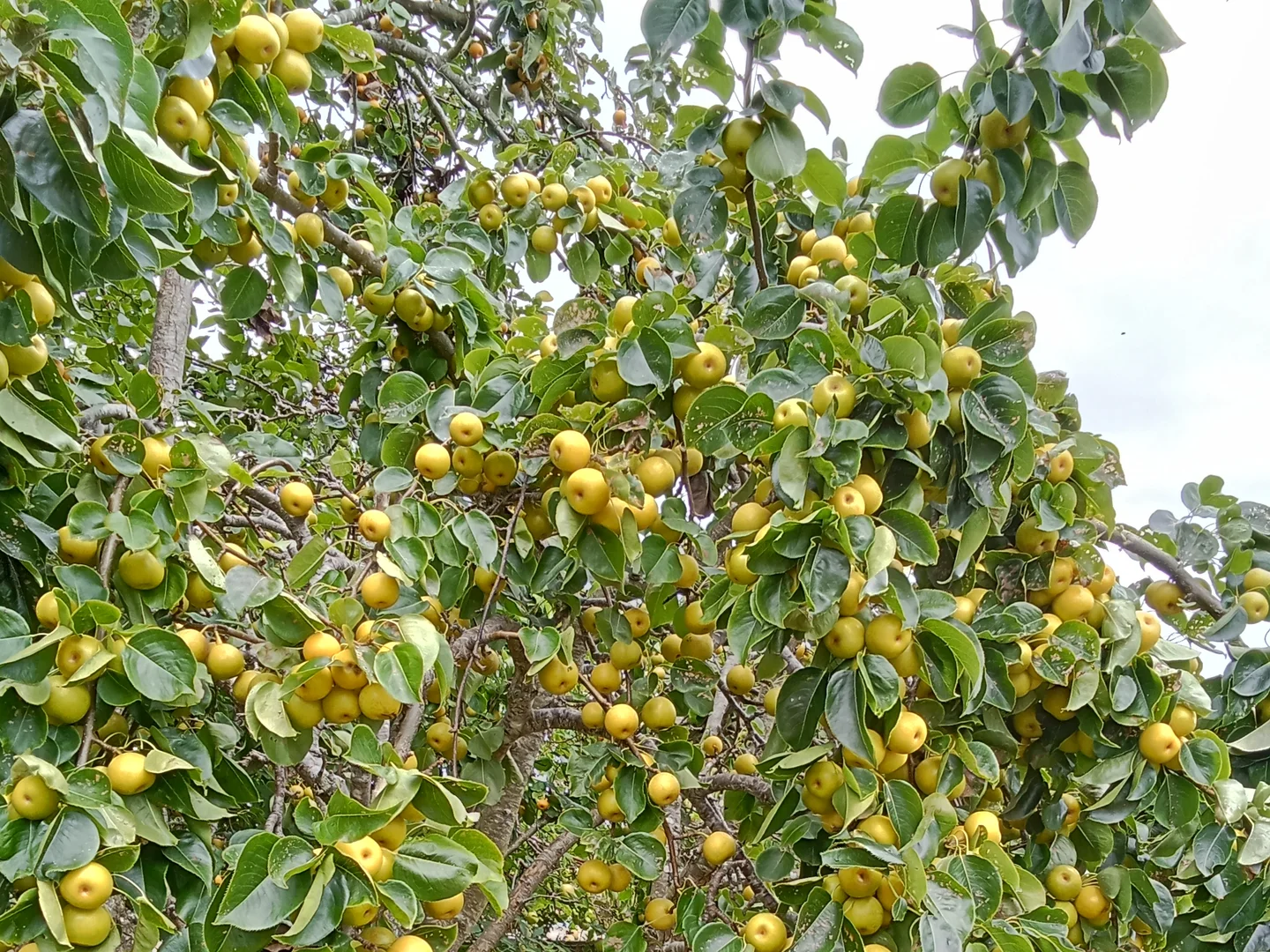 Additional image 4 of Springfield TAS 7260