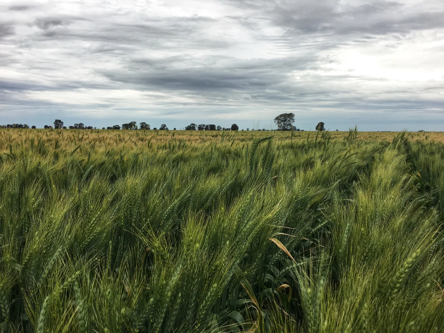 Additional image 6 of Rosewood Aggregation 7033 The Gipps Way, Condobolin NSW 2877