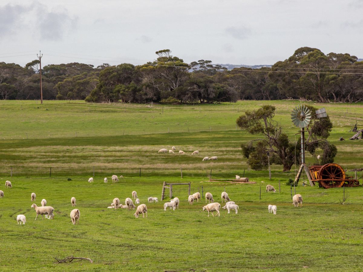 'Doudy's Run' 395 Woods Road, Duck Ponds SA 5607, Image 2