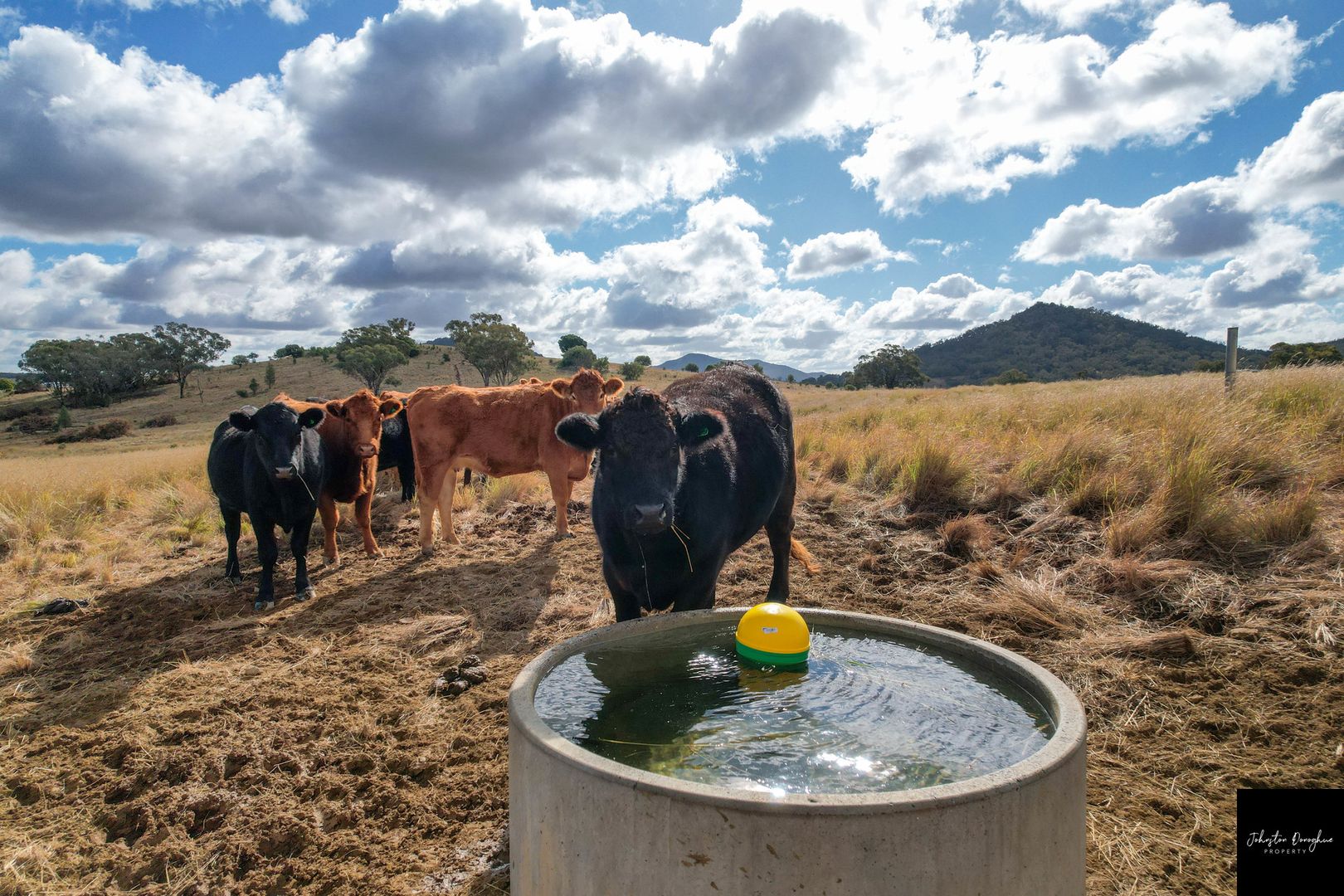 1817 Wandobah Road, Gunnedah NSW 2380, Image 2