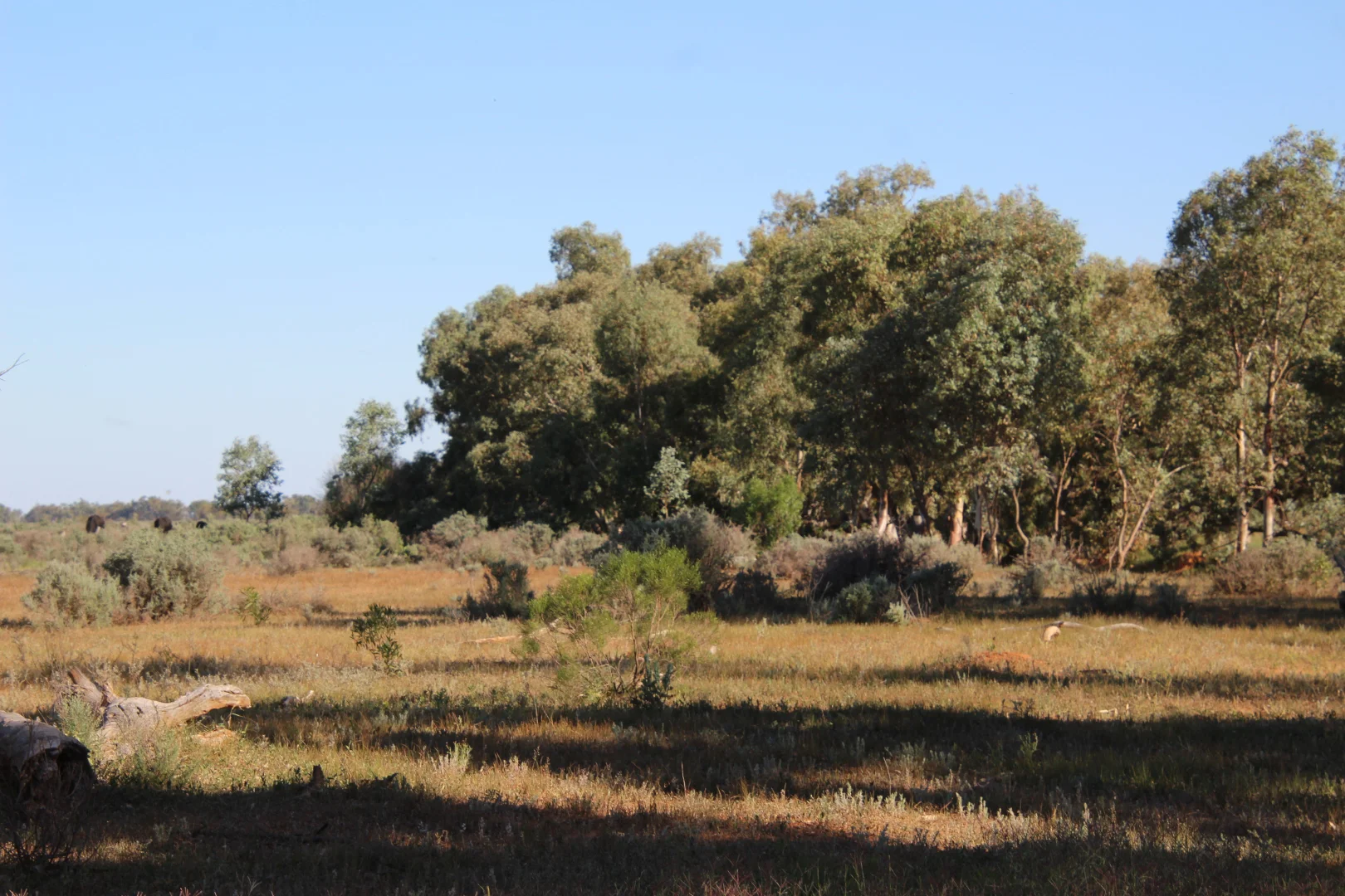 Image 12