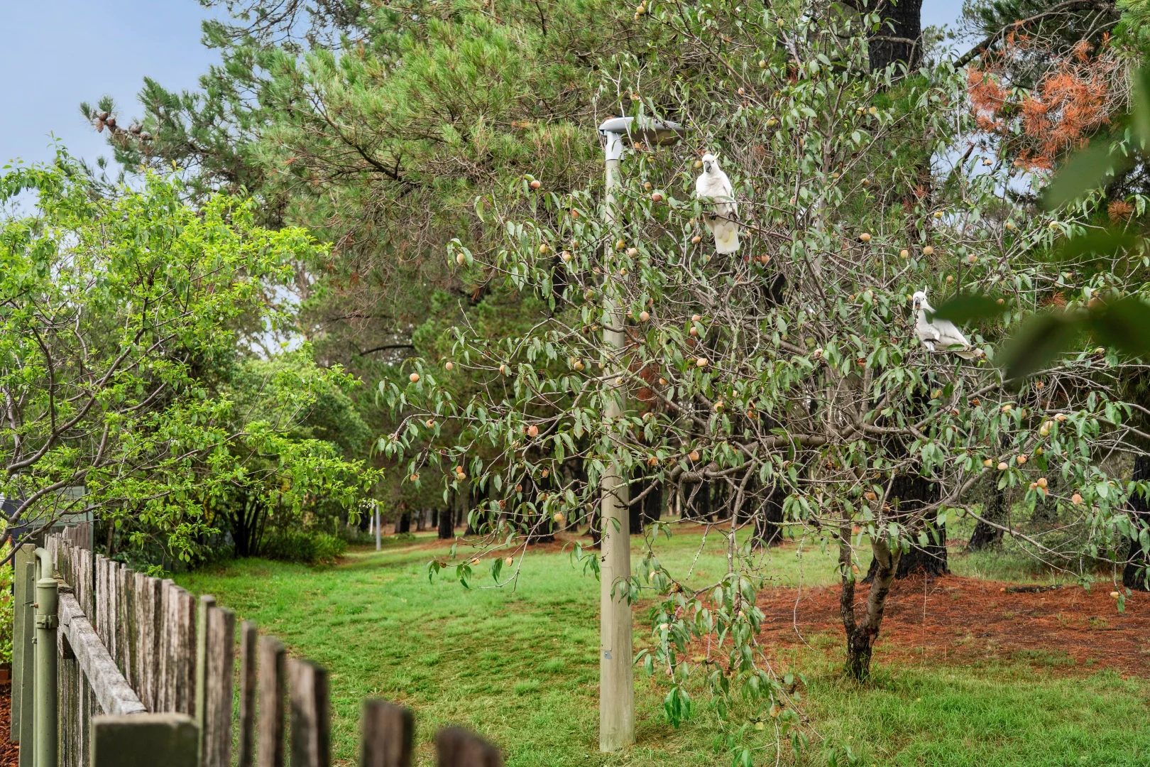 Additional image 27 of 64 Baracchi Crescent, Giralang ACT 2617