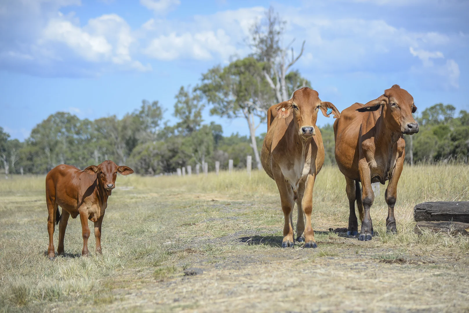 Additional image 25 of 480-510 Rosewood-Warrill View Road, Rosewood QLD 4340