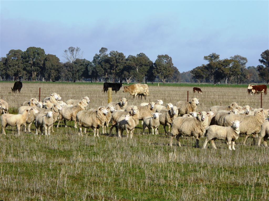 . Walbundrie Road, Culcairn NSW 2660, Image 0