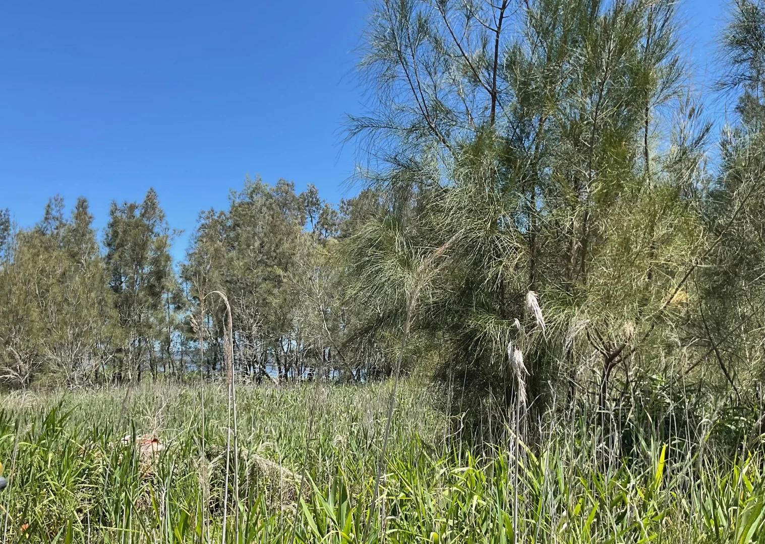 Additional image 31 of 5 South Tacoma Rd, Tacoma South NSW 2259