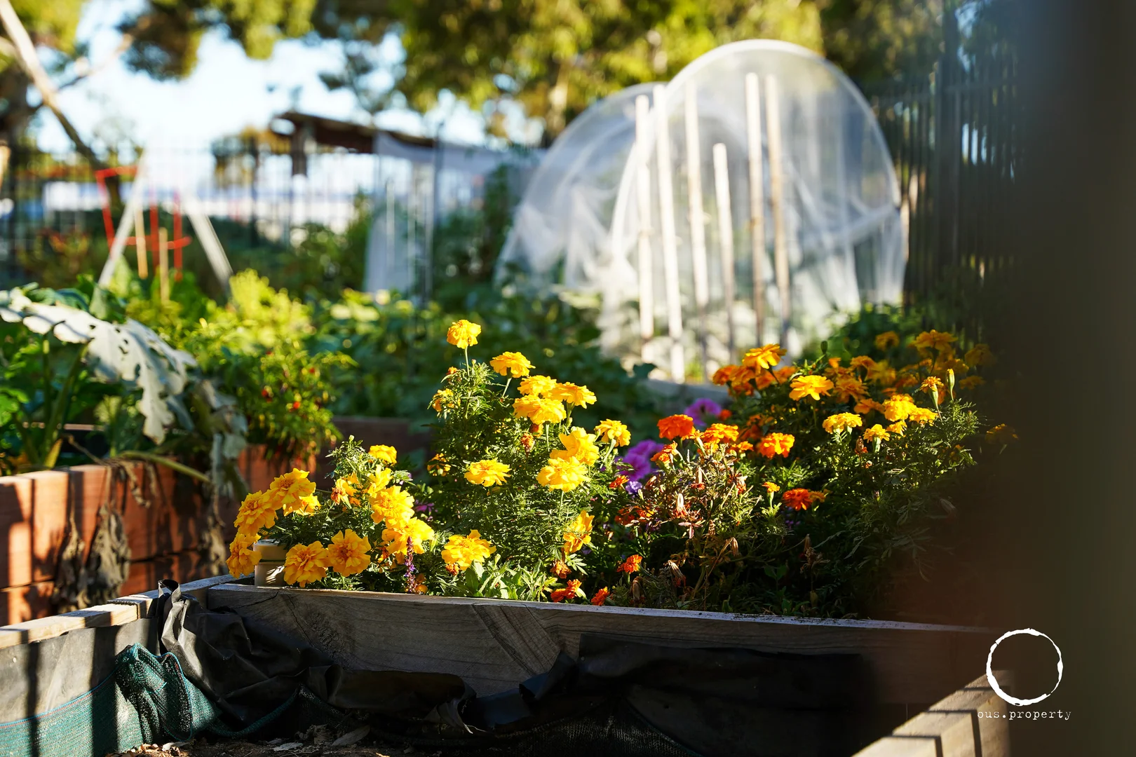 Additional image 26 of 8A Nicholls Terrace, Woodville West SA 5011