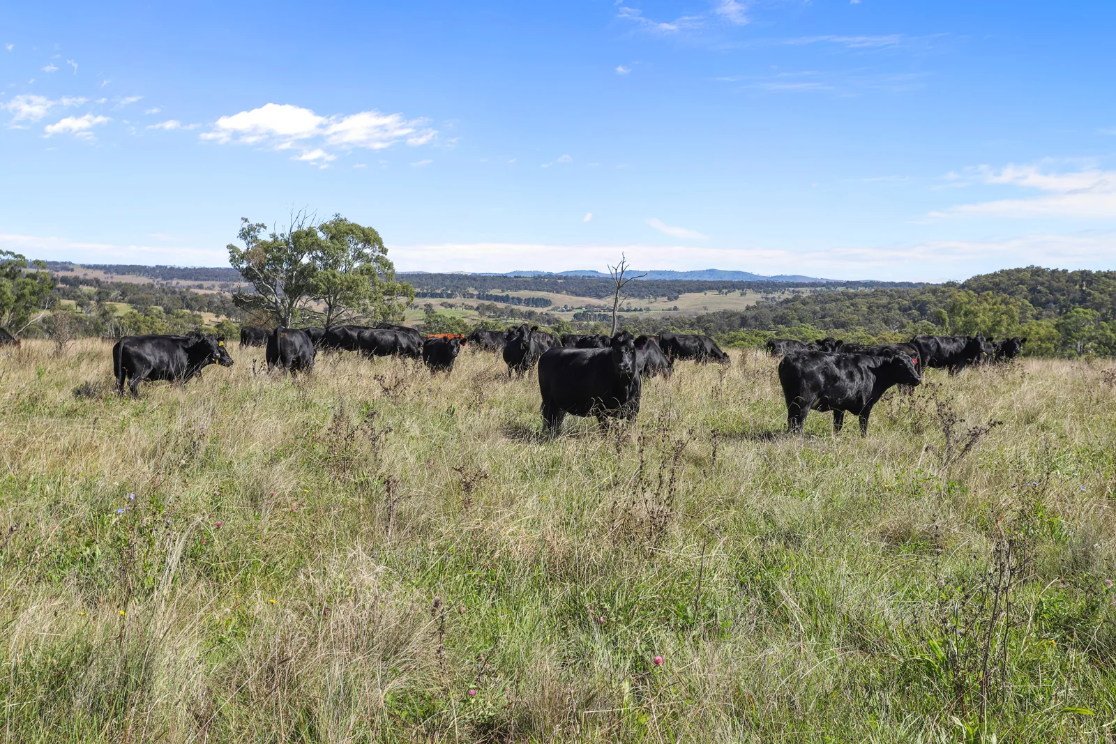 Additional image 15 of "Wyanga" 195 Gills Road, Uralla NSW 2358