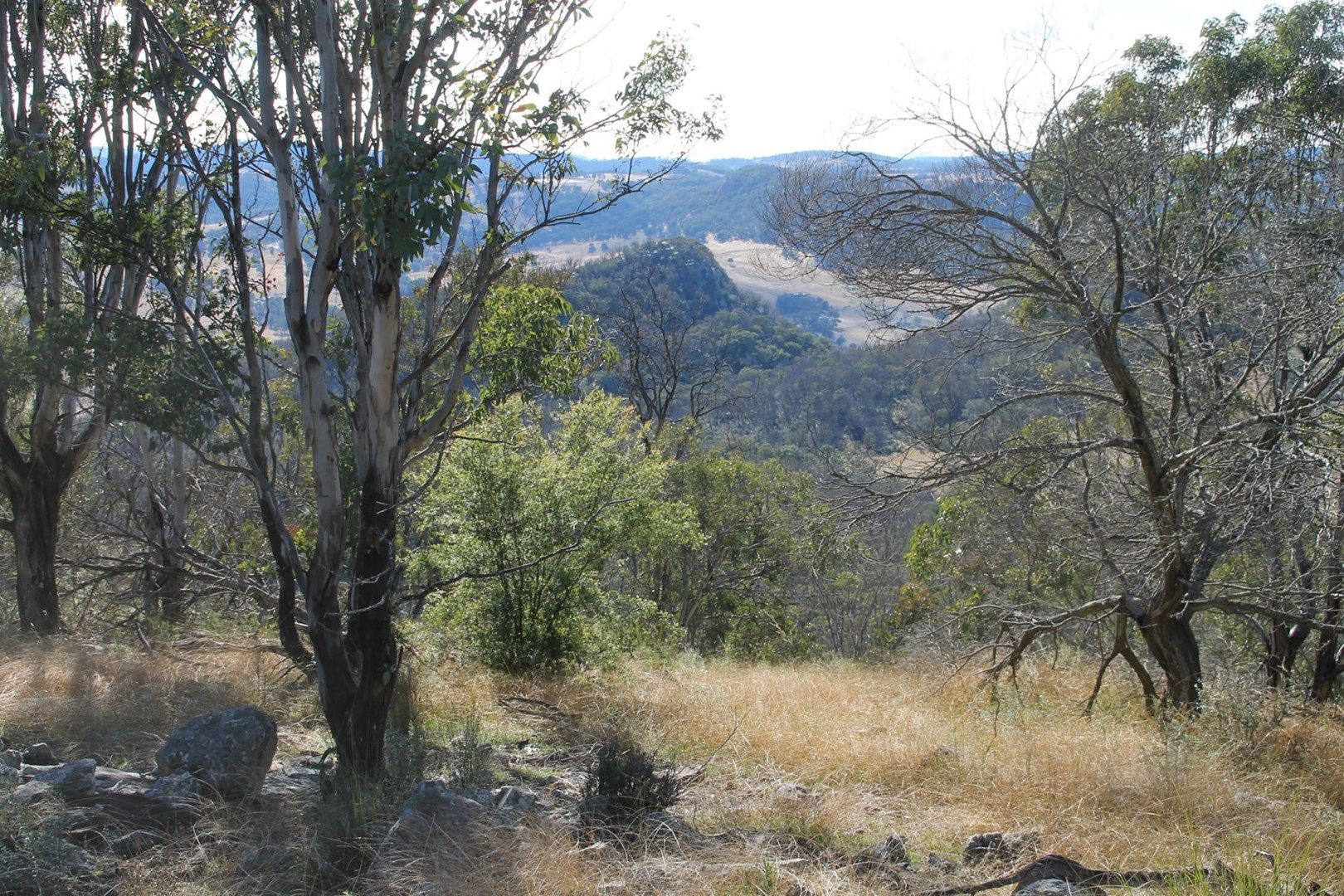 Lot 24 Bluff Creek Road, Tenterfield NSW 2372, Image 0