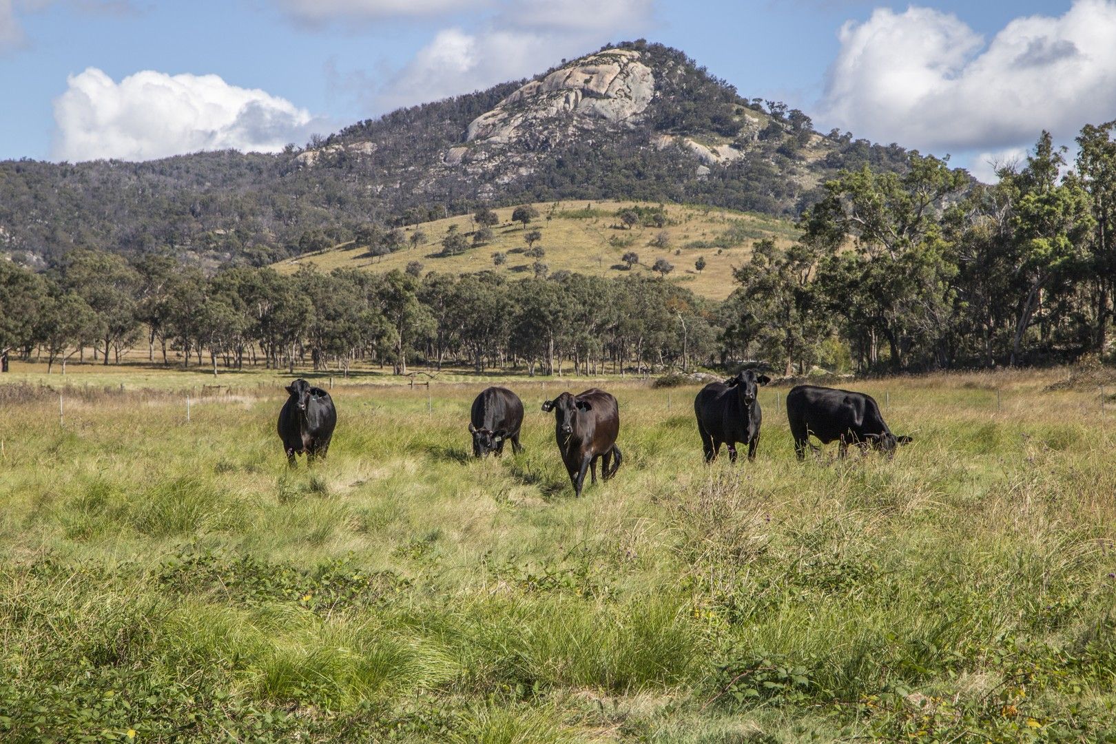 Acreage / Semi-Rural in 12 Four Mile Creek Road, TENTERFIELD NSW, 2372