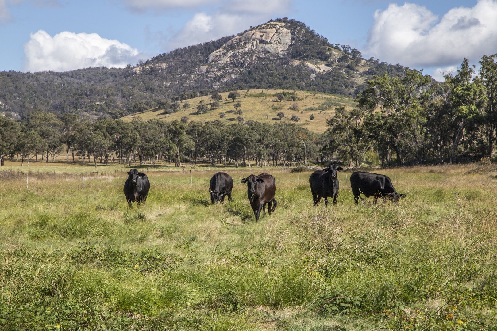 12 Four Mile Creek Road, Tenterfield NSW 2372, Image 0