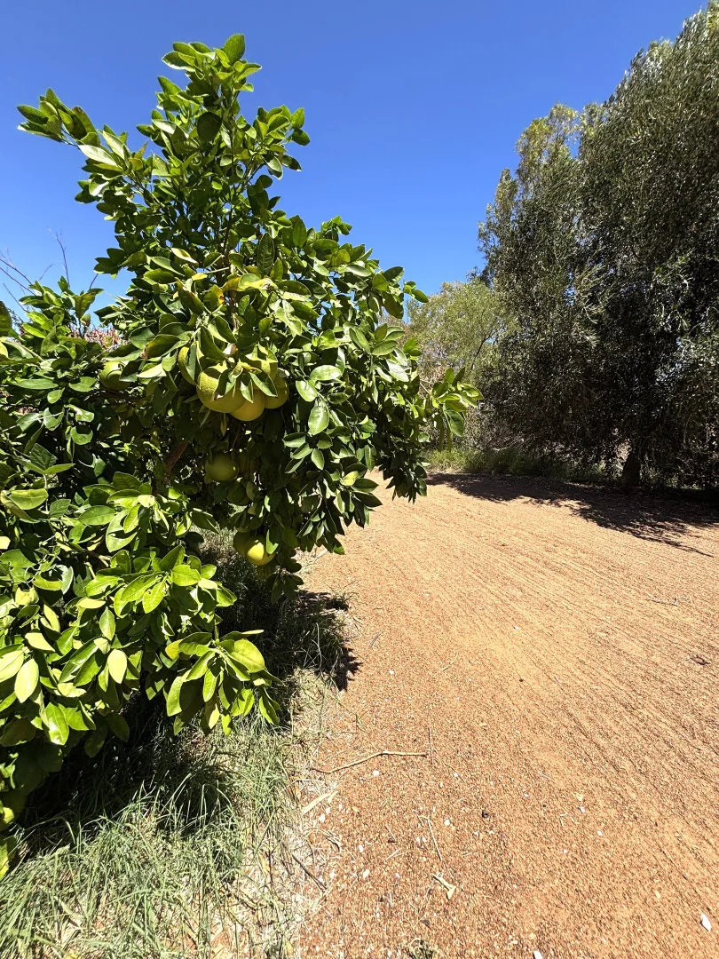 Additional image 52 of 163 Boor Street, Kingsford WA 6701