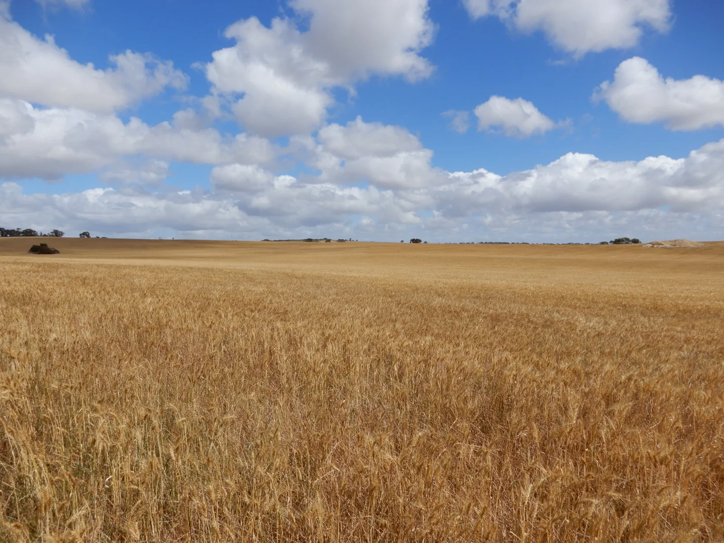 Image 15