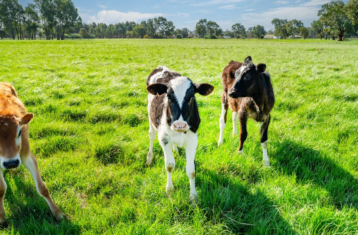 Additional image 27 of 61 Forest Lane, Markwood VIC 3678