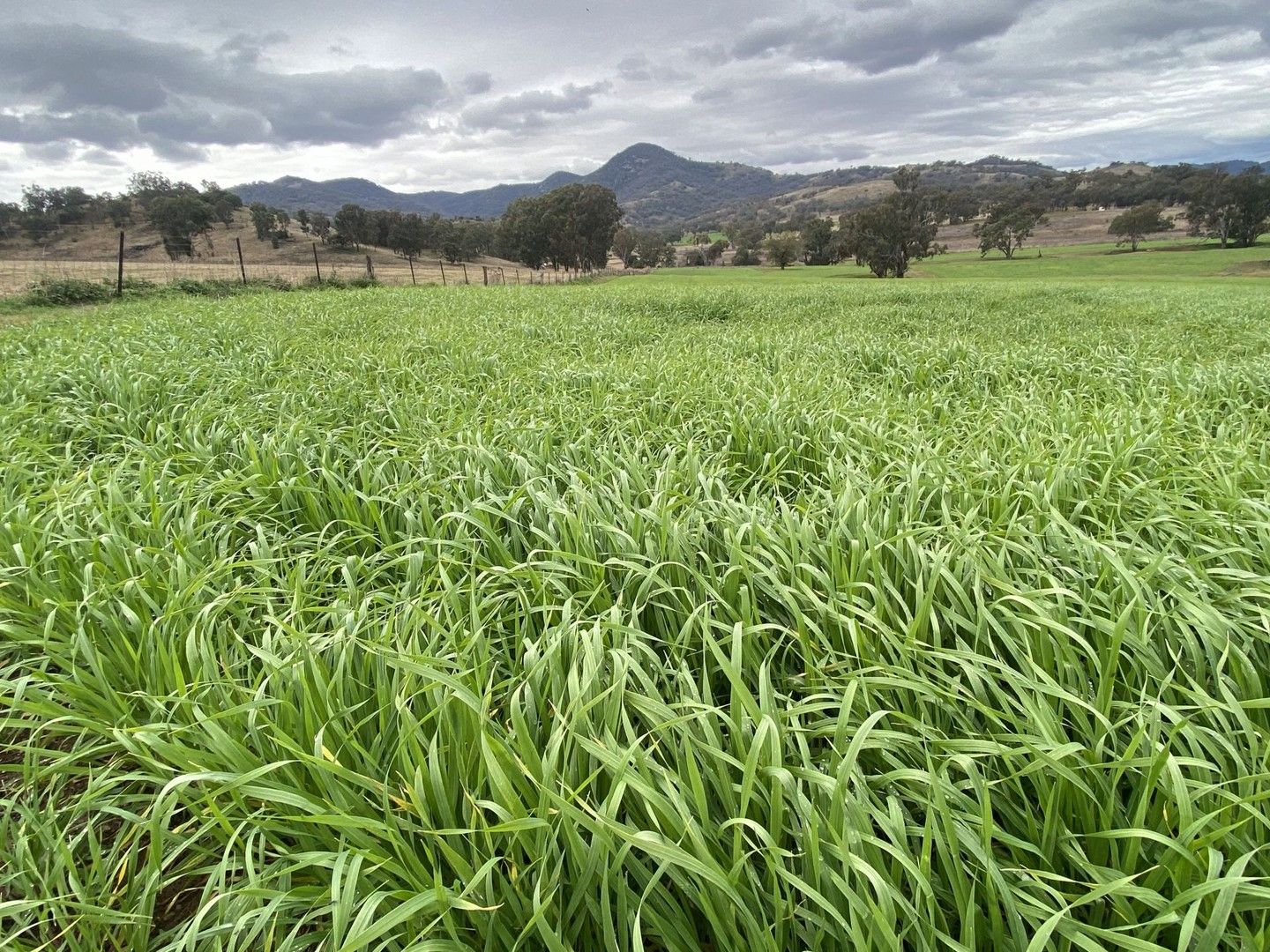 4 bedrooms Rural in 512 Ogunbil Road DUNGOWAN NSW, 2340