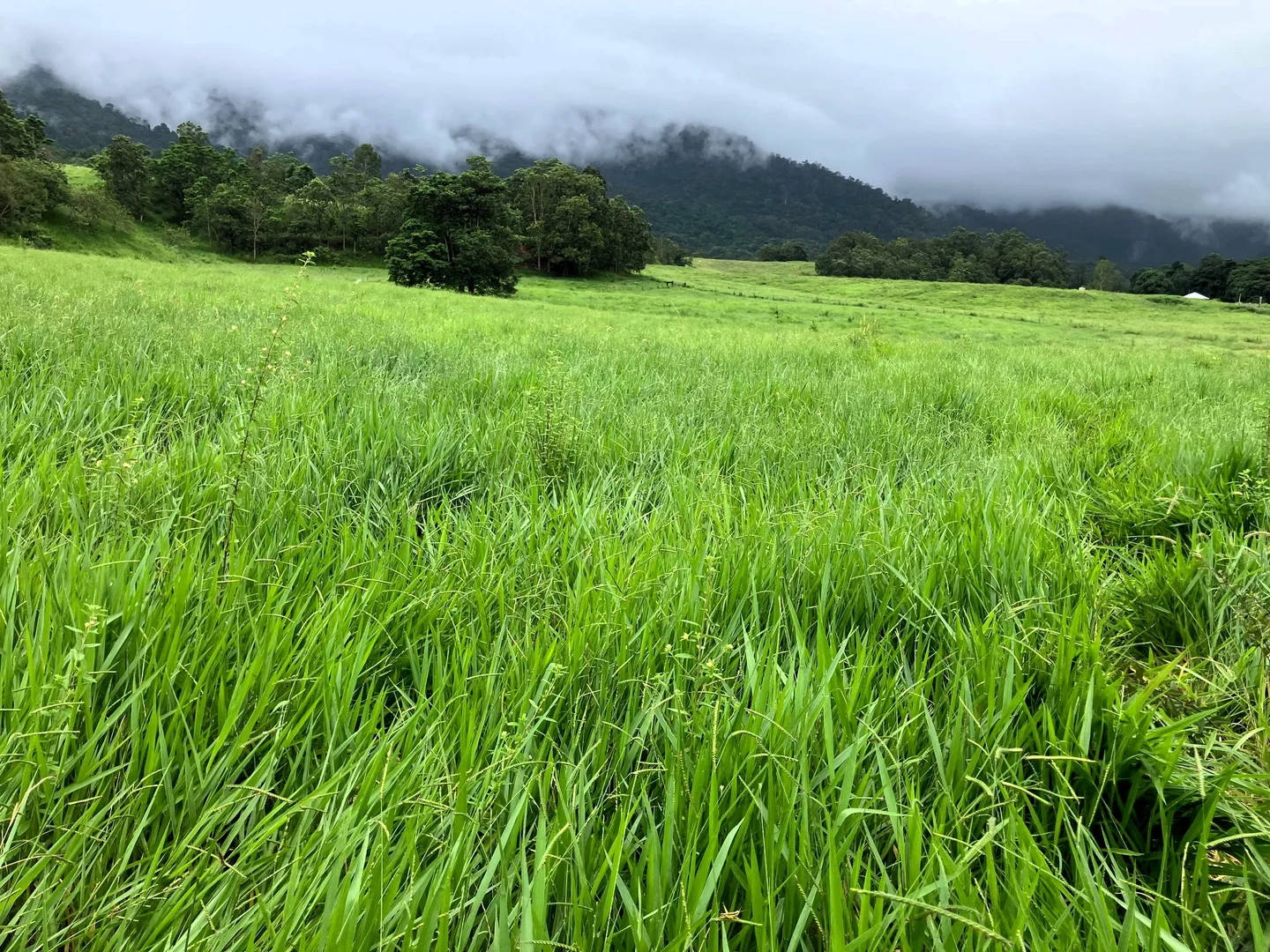 Additional image 5 of Gorge Road, Finch Hatton QLD 4756