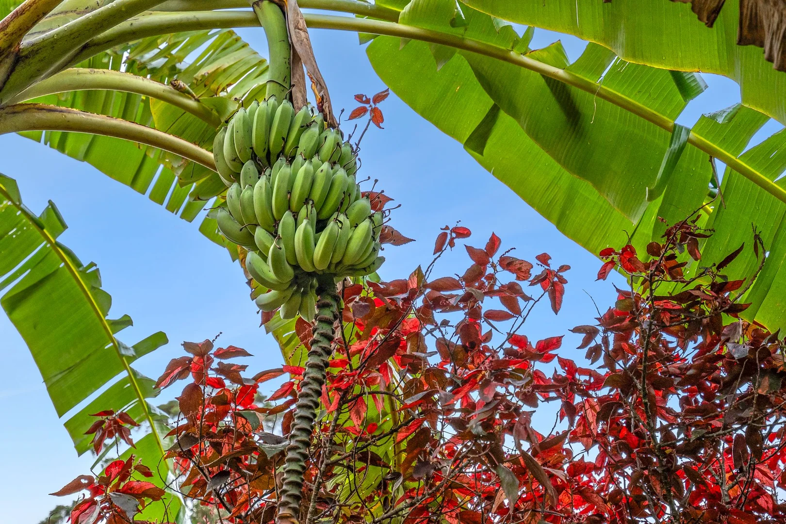 Additional image 19 of 64 Upper Rosemount Road, Rosemount QLD 4560