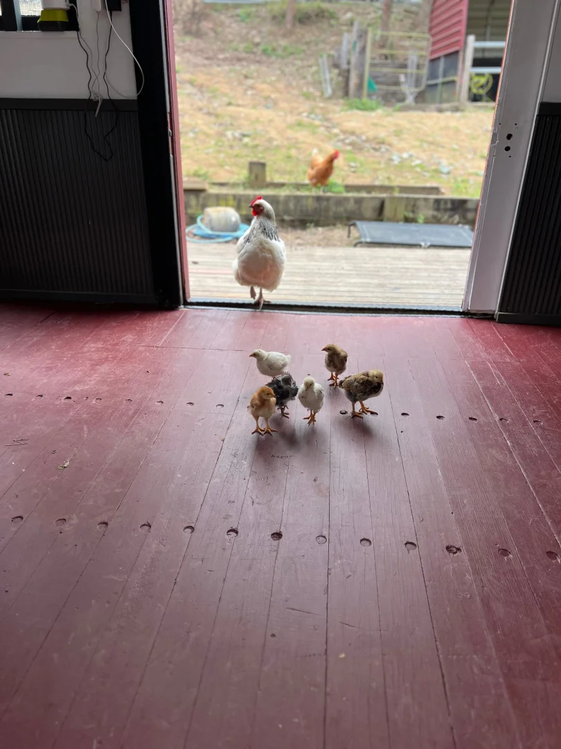 Additional image 27 of 9 Alpine Street, Draper QLD 4520