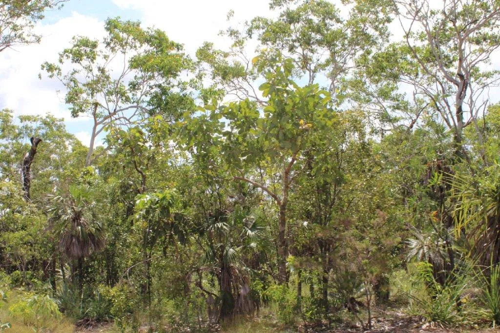 Additional image 18 of 155 Serrata Road, Dundee Downs NT 0840