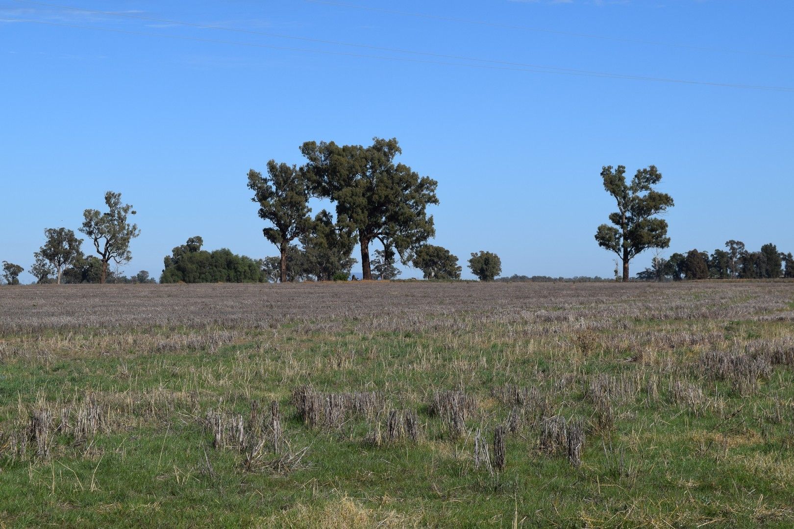 3013 Lachlan Valley Way 'Mareetha', Forbes NSW 2871, Image 0