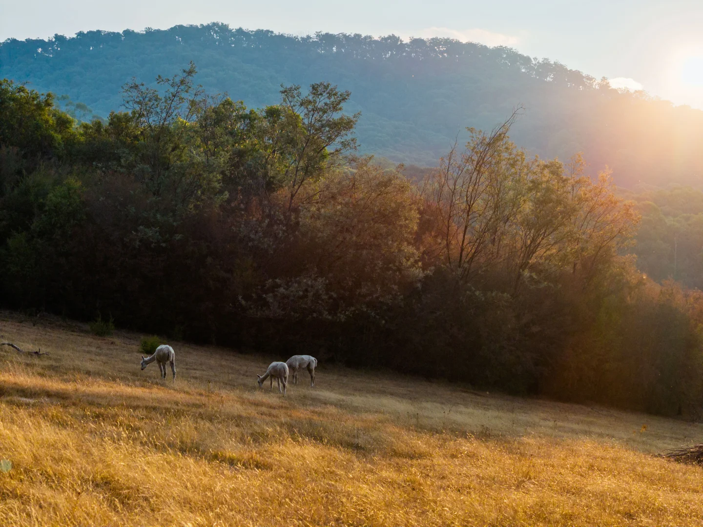 Additional image 39 of 215 Mount Buffalo Road, Porepunkah VIC 3740
