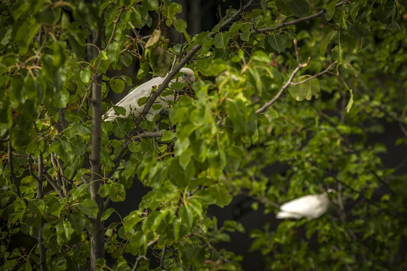 Image 12
