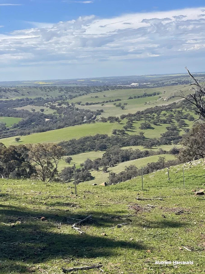 Image 15