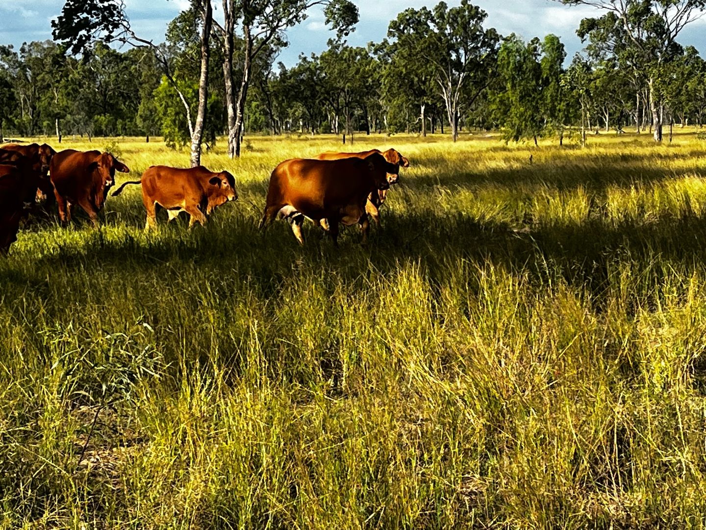 Alton Downs QLD 4702 House for Sale 350,000 Domain