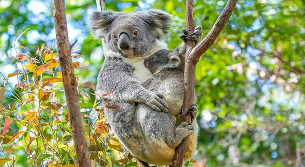 Additional image 28 of UNIT 12/31 Teemangum Street, Currumbin QLD 4223