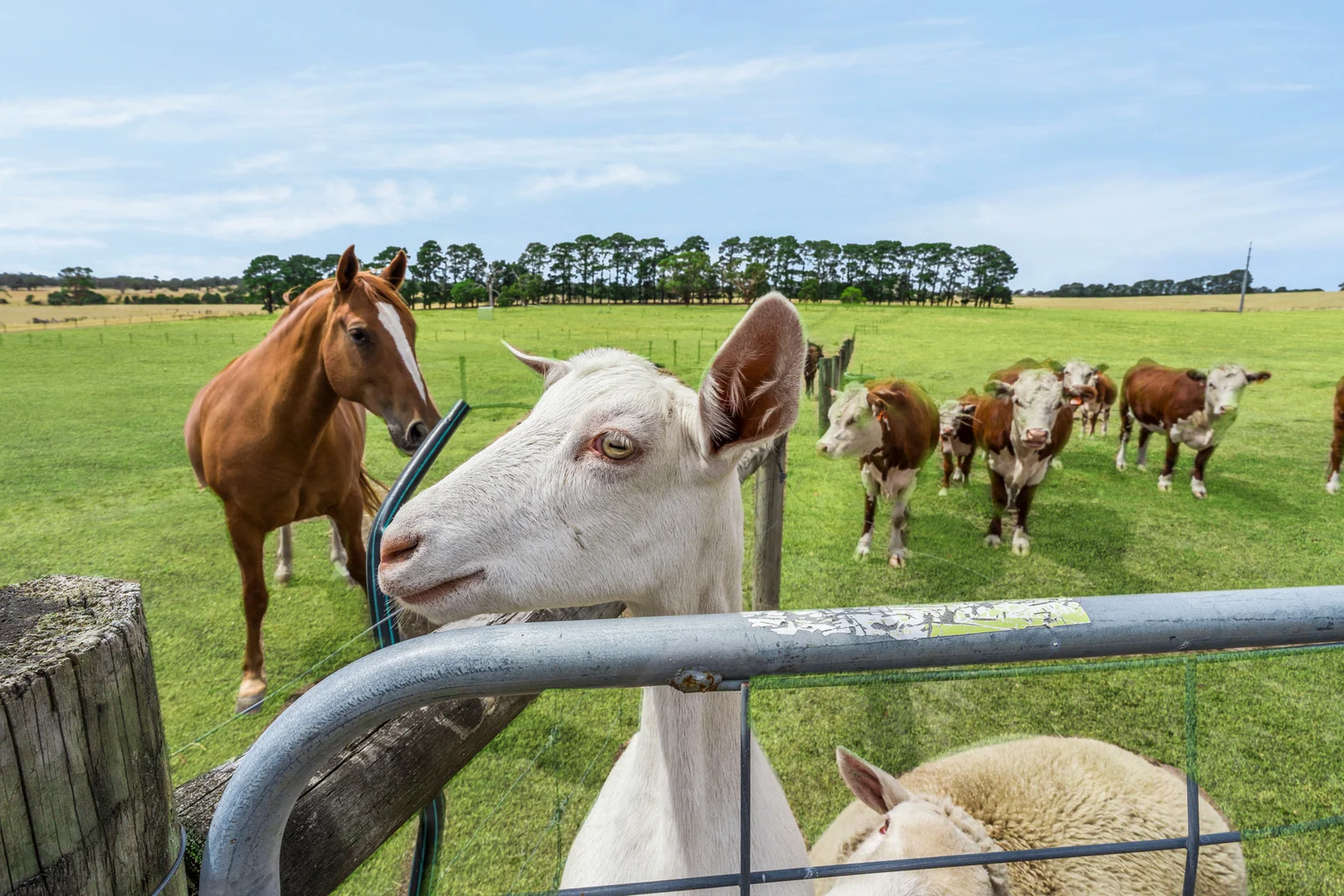 Additional image 14 of 324 Elaine-Egerton Road, Elaine VIC 3334