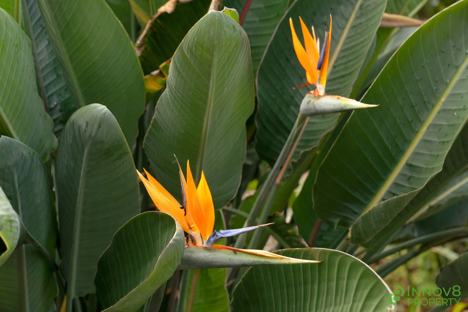 Image 13