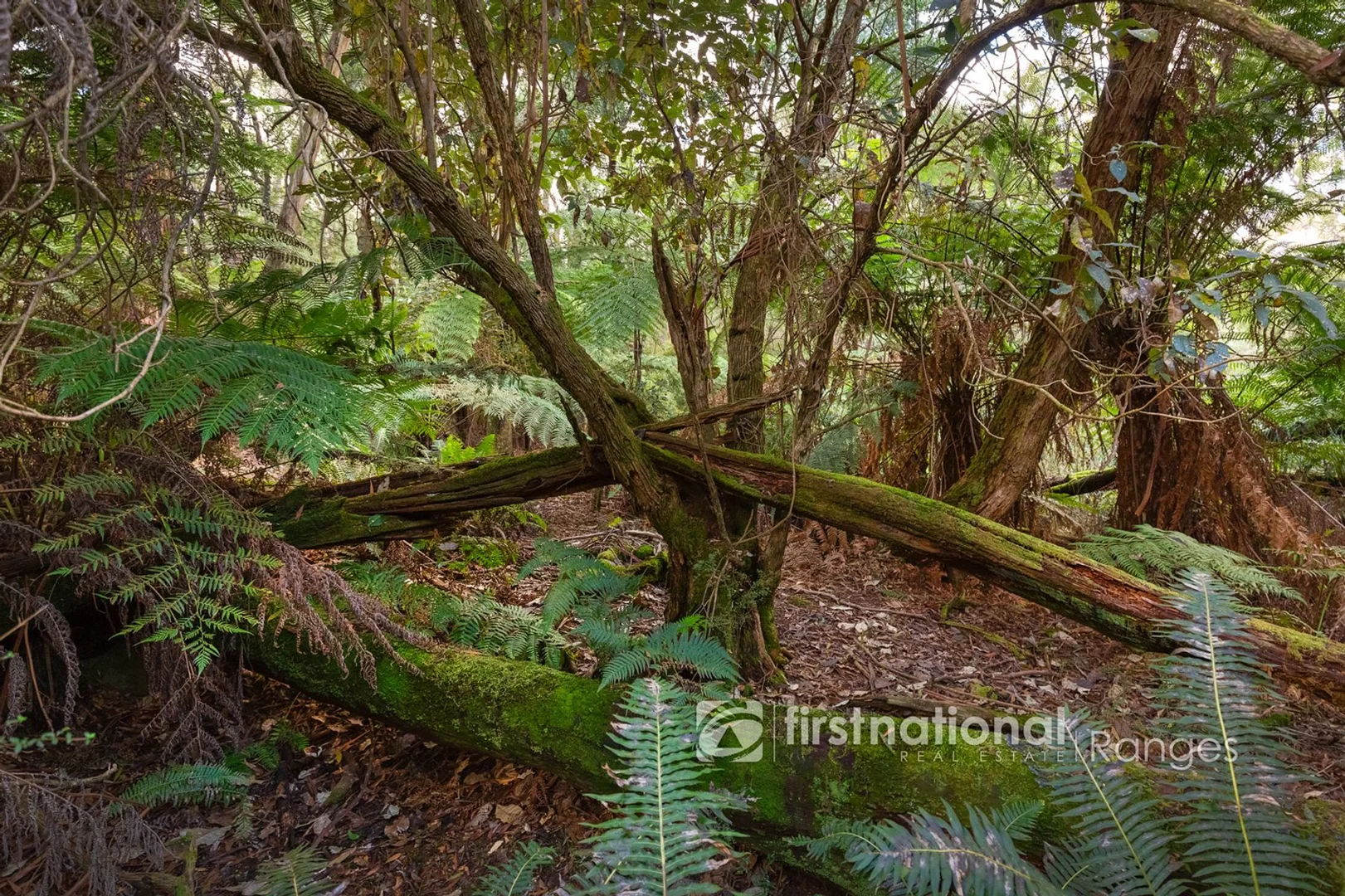 Image 12