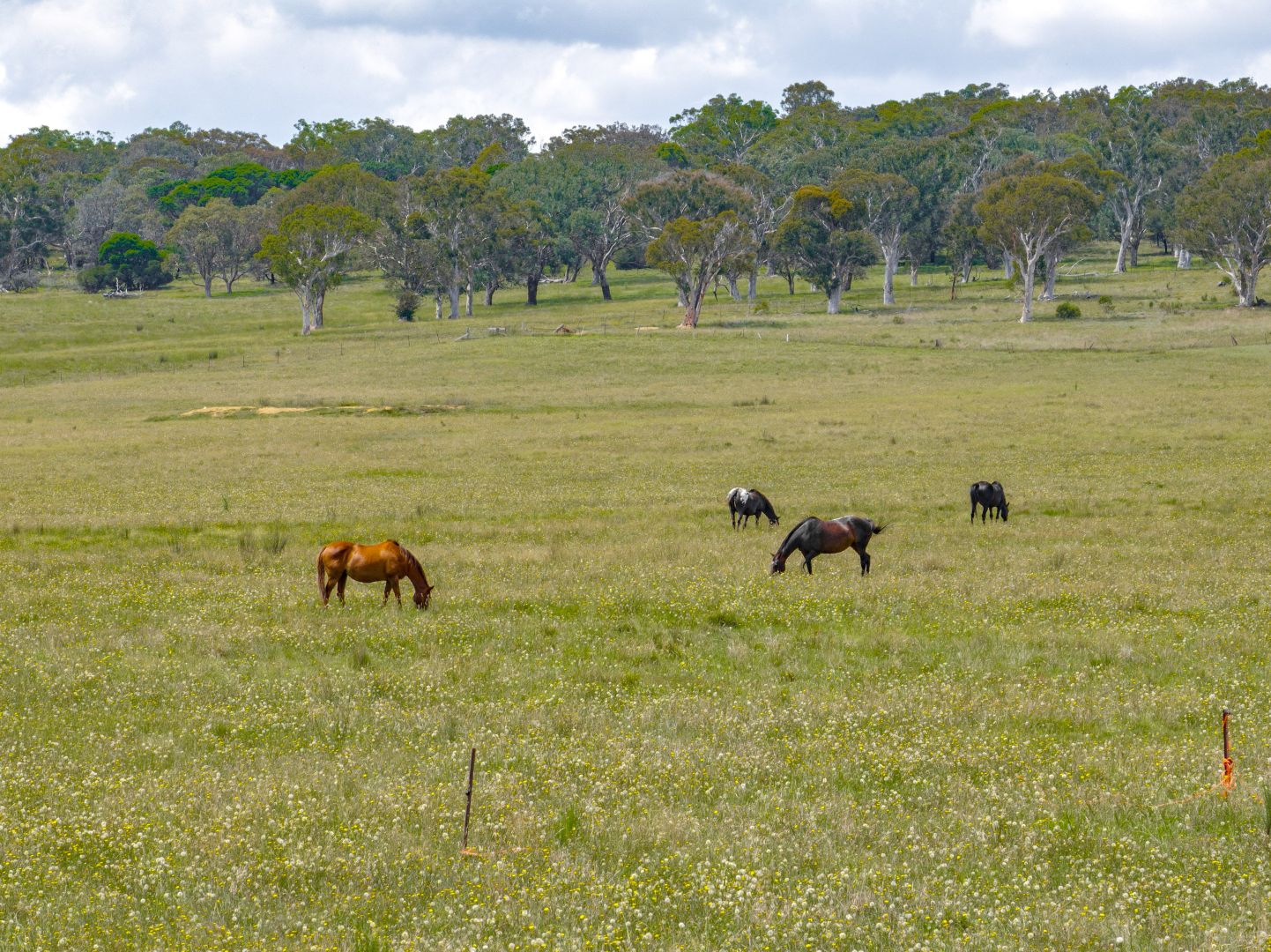 374 Breadalbane Road, Collector NSW 2581, Image 2