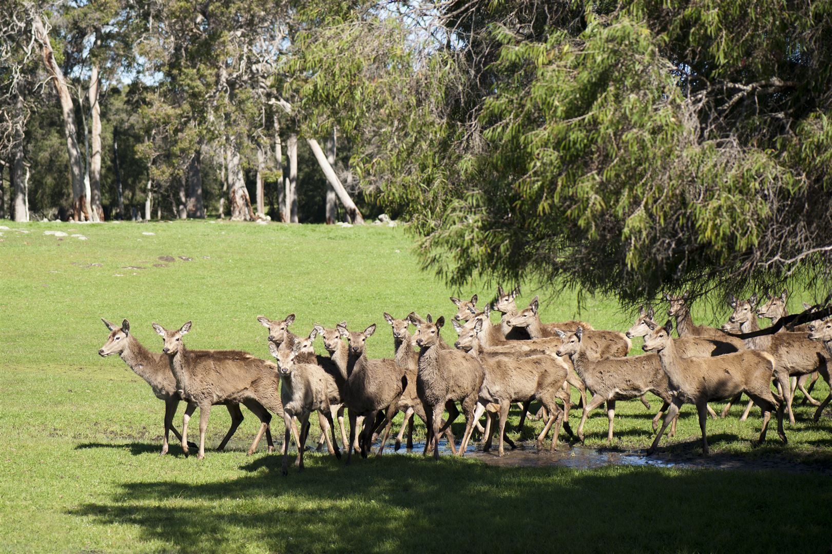 ' Margaret River Venison, Cowaramup WA 6284 Farm for Sale 5,500,000