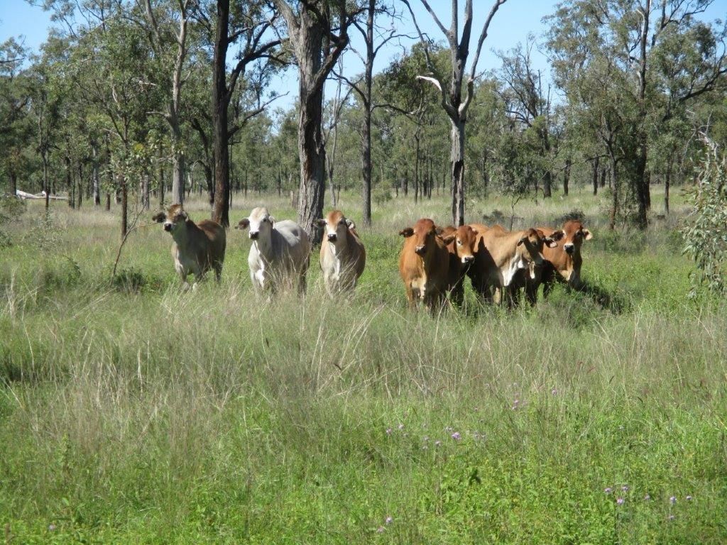 AUCTION "IRONBARK 2" - 405 ACRES, Kaimkillenbun QLD 4406, Image 0