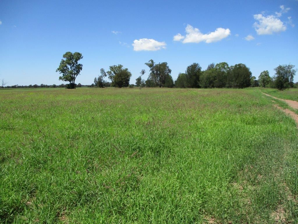 3952 ACRES FARMING AND CATTLE, Tara QLD 4421, Image 1