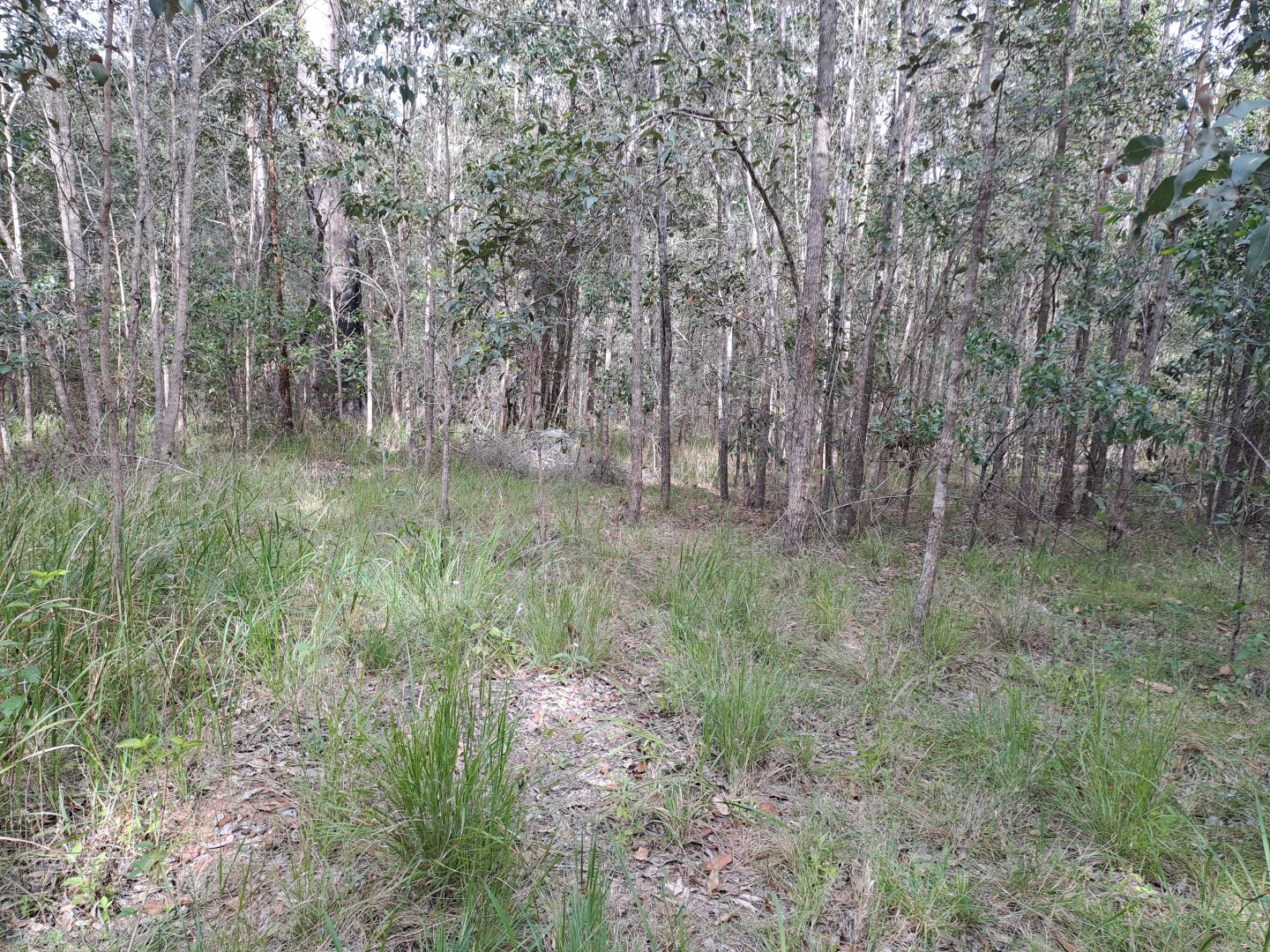 37 Raintree Road, Glenwood QLD 4570 Vacant Land for Sale 380,000