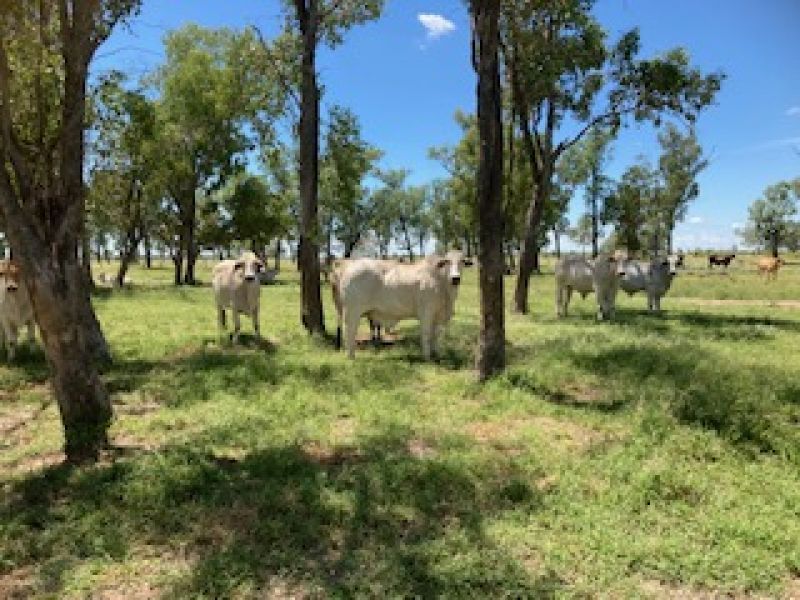 Nine Mile Alpha Tambo Road, Alpha QLD 4724, Image 0