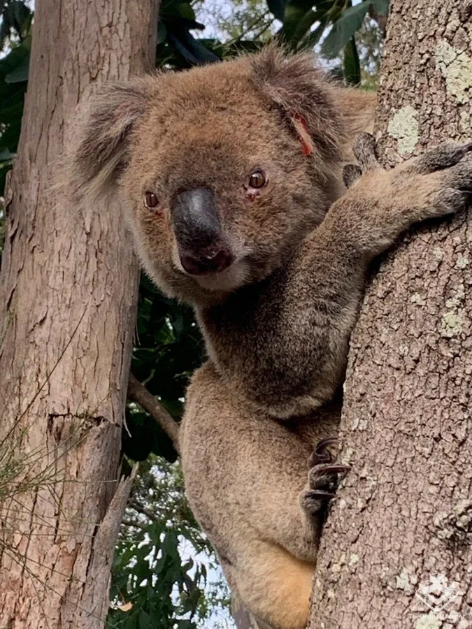 Additional image 15 of unit55/31 Simpsons Road, Elanora QLD 4221