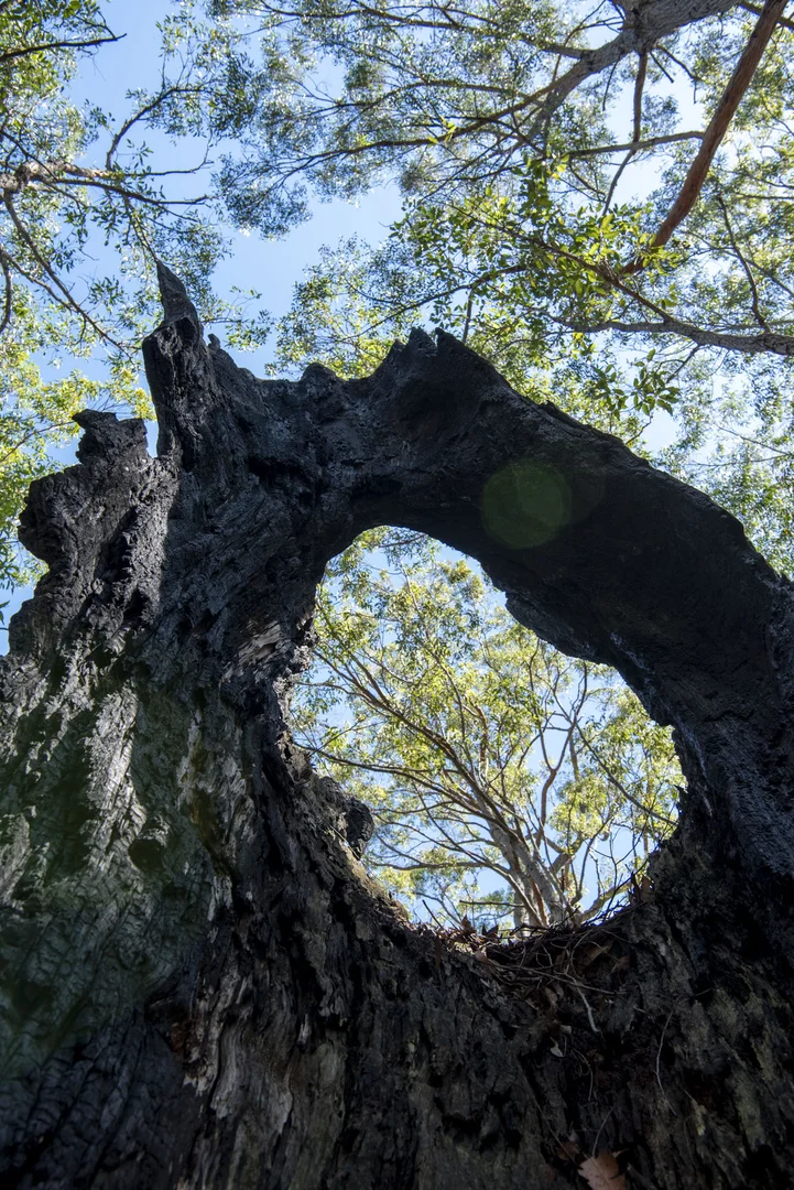 Additional image 14 of Lot 2 Parnell Road, Tomerong NSW 2540