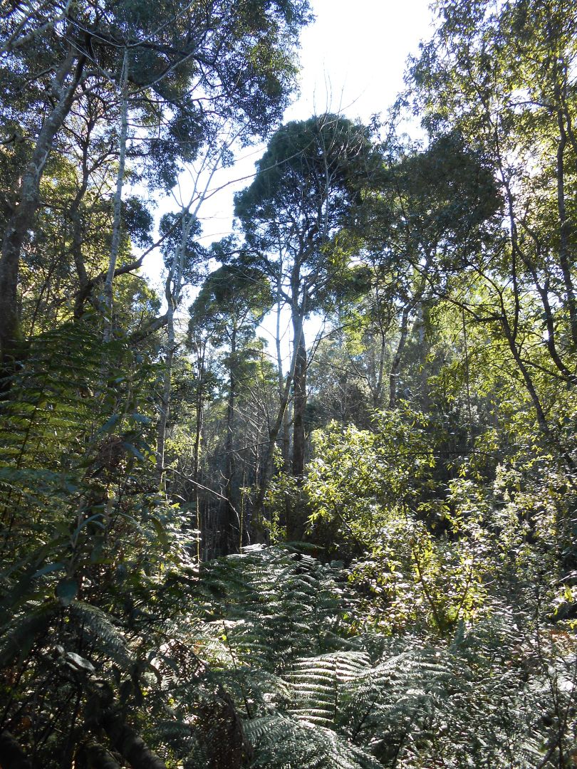 Lot 1 Myrtle Creek Road, Liffey TAS 7301, Image 1