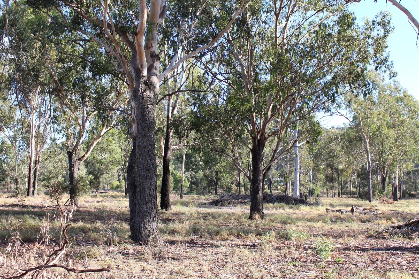 Lot 171 Bruce Highway, Marmor QLD 4702, Image 1